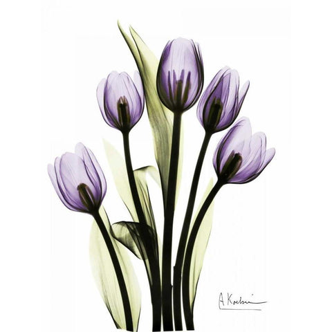 Regal Tulip B13 Black Modern Wood Framed Art Print with Double Matting by Koetsier, Albert