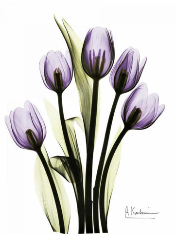 Regal Tulip B13 White Modern Wood Framed Art Print with Double Matting by Koetsier, Albert