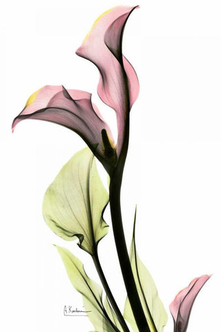 Calla Lily in Pink Black Ornate Wood Framed Art Print with Double Matting by Koetsier, Albert