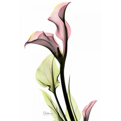 Calla Lily in Pink Black Modern Wood Framed Art Print by Koetsier, Albert
