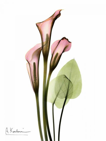 Calla Lily Bouquet in Pink White Modern Wood Framed Art Print with Double Matting by Koetsier, Albert