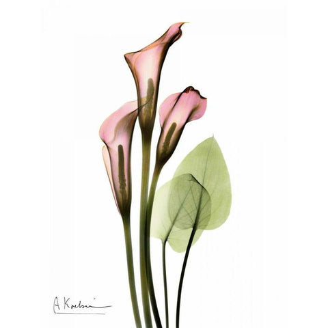 Calla Lily Bouquet in Pink Gold Ornate Wood Framed Art Print with Double Matting by Koetsier, Albert