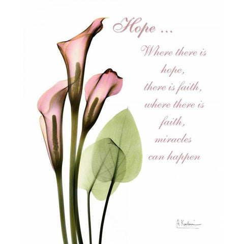 Calla Lily in Pink - Hope White Modern Wood Framed Art Print by Koetsier, Albert