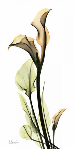 Calla Lily Black Ornate Wood Framed Art Print with Double Matting by Koetsier, Albert