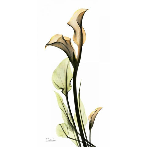 Calla Lily Black Modern Wood Framed Art Print with Double Matting by Koetsier, Albert