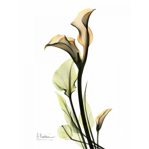 Calla Lily Duo White Modern Wood Framed Art Print by Koetsier, Albert