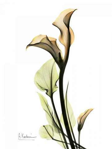 Calla Lily Duo White Modern Wood Framed Art Print with Double Matting by Koetsier, Albert