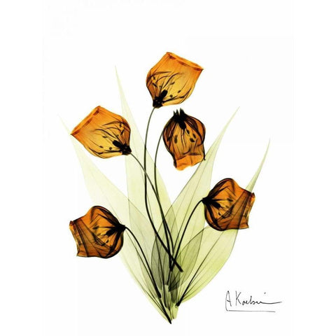 Sandersonia in Gold Black Modern Wood Framed Art Print with Double Matting by Koetsier, Albert