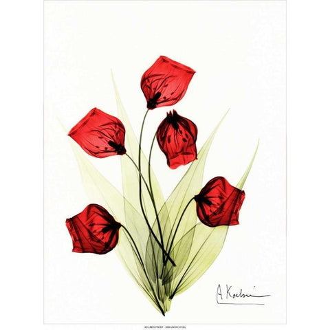 Sandersonia in Red 2 Black Modern Wood Framed Art Print with Double Matting by Koetsier, Albert