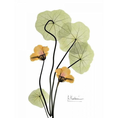 Nasturtium in Yellow 2 Black Modern Wood Framed Art Print with Double Matting by Koetsier, Albert