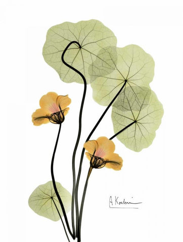 Nasturtium in Yellow 2 White Modern Wood Framed Art Print with Double Matting by Koetsier, Albert