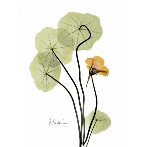 Nasturtium in Yellow White Modern Wood Framed Art Print by Koetsier, Albert