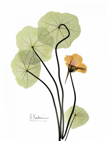 Nasturtium in Yellow White Modern Wood Framed Art Print with Double Matting by Koetsier, Albert