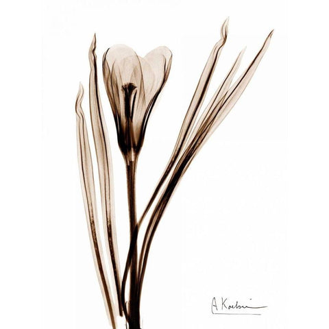 Crocus in Brown White Modern Wood Framed Art Print by Koetsier, Albert