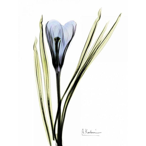 Crocus in Blue Black Modern Wood Framed Art Print with Double Matting by Koetsier, Albert