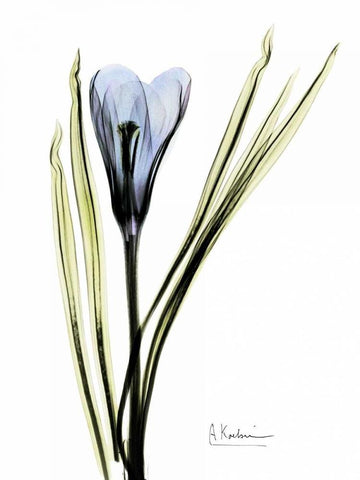 Crocus in Blue White Modern Wood Framed Art Print with Double Matting by Koetsier, Albert