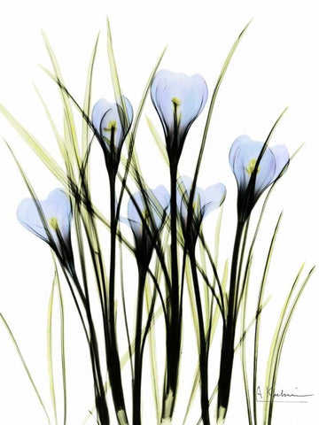 Crocus C38 White Modern Wood Framed Art Print with Double Matting by Koetsier, Albert