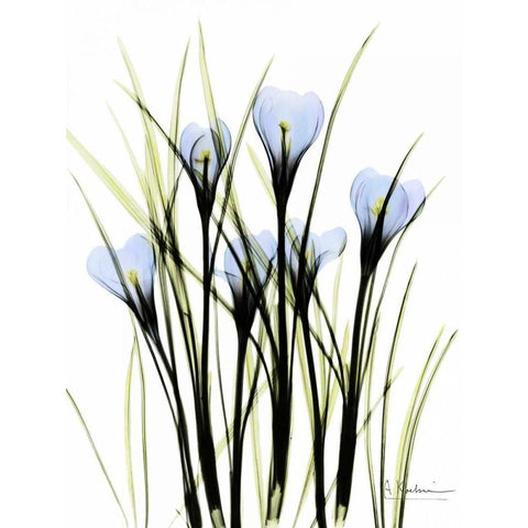 Crocus C38 Black Modern Wood Framed Art Print with Double Matting by Koetsier, Albert