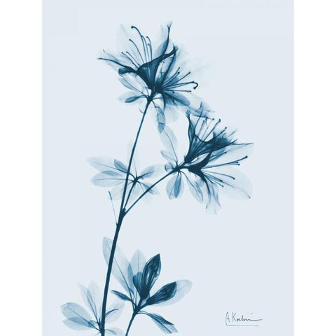 Azalea in Blue Black Modern Wood Framed Art Print with Double Matting by Koetsier, Albert