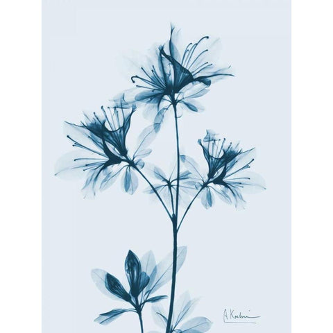 Azalea in Blue 2 Black Modern Wood Framed Art Print by Koetsier, Albert