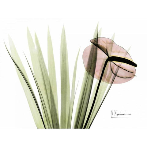 Flamingo Plant in Color White Modern Wood Framed Art Print by Koetsier, Albert