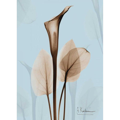 Calla Lily Brown on Blue 2 Black Modern Wood Framed Art Print with Double Matting by Koetsier, Albert