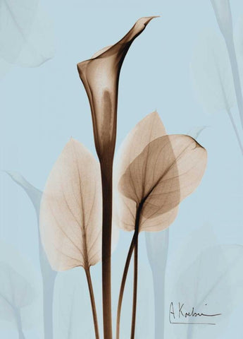 Calla Lily Brown on Blue 2 White Modern Wood Framed Art Print with Double Matting by Koetsier, Albert
