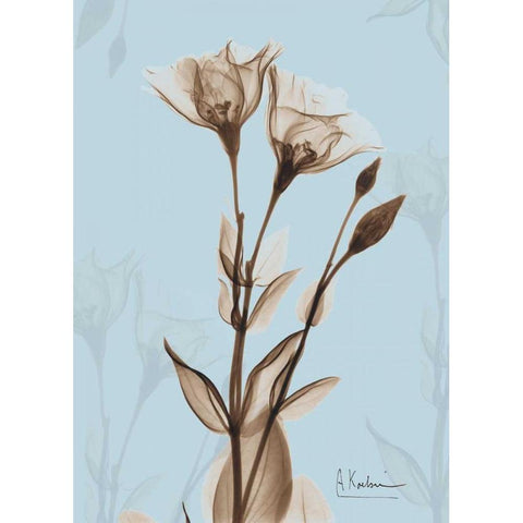 Tulips Brown on Blue Black Modern Wood Framed Art Print with Double Matting by Koetsier, Albert