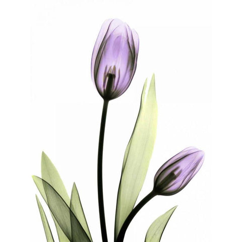 Purple Tulips Gold Ornate Wood Framed Art Print with Double Matting by Koetsier, Albert
