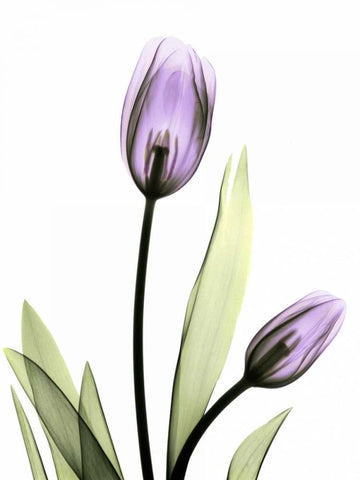 Purple Tulips White Modern Wood Framed Art Print with Double Matting by Koetsier, Albert