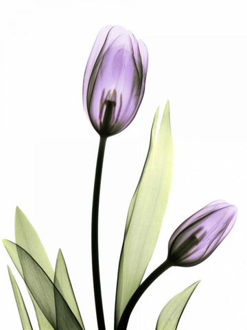 Purple Tulips Black Ornate Wood Framed Art Print with Double Matting by Koetsier, Albert