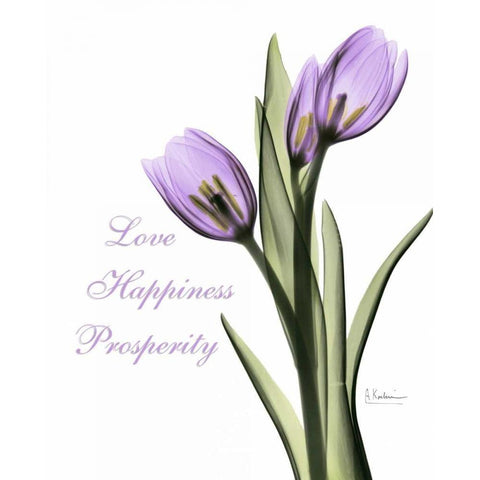 Purple Tulips Love Happiness White Modern Wood Framed Art Print by Koetsier, Albert