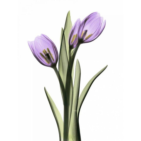 Purple Tulips 2 White Modern Wood Framed Art Print by Koetsier, Albert