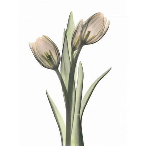 Tulip Pair in Color Black Modern Wood Framed Art Print with Double Matting by Koetsier, Albert