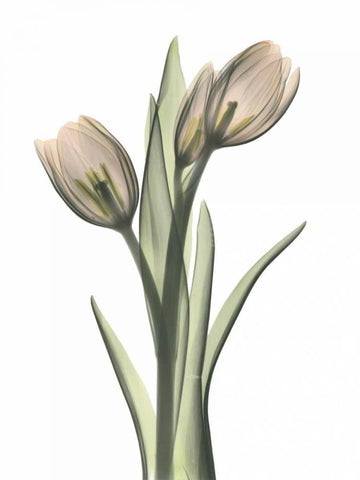 Tulip Pair in Color White Modern Wood Framed Art Print with Double Matting by Koetsier, Albert