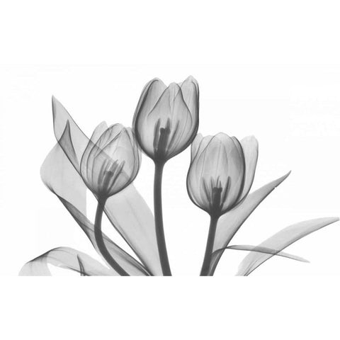 Tulips Three in BandW White Modern Wood Framed Art Print by Koetsier, Albert