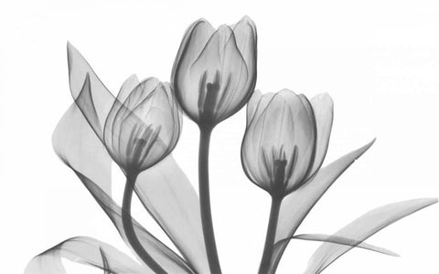 Tulips Three in BandW White Modern Wood Framed Art Print with Double Matting by Koetsier, Albert