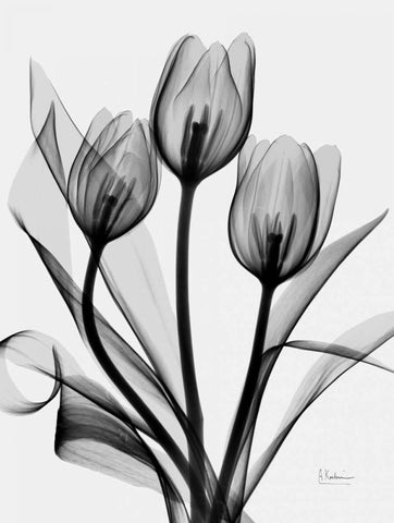 Tulips White Modern Wood Framed Art Print with Double Matting by Koetsier, Albert