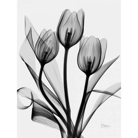 Tulips White Modern Wood Framed Art Print by Koetsier, Albert