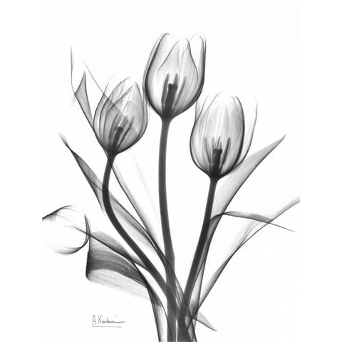 Tulips Bunch in BandW Black Modern Wood Framed Art Print with Double Matting by Koetsier, Albert