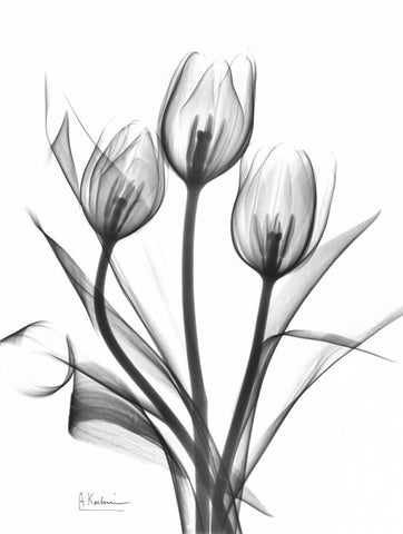 Tulips Bunch in BandW Black Ornate Wood Framed Art Print with Double Matting by Koetsier, Albert