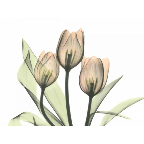 Tulips Three in Color Gold Ornate Wood Framed Art Print with Double Matting by Koetsier, Albert