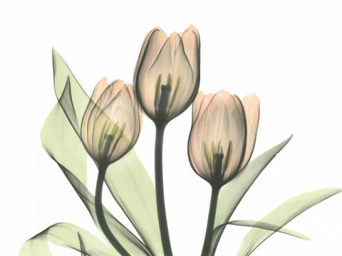 Tulips Three in Color White Modern Wood Framed Art Print with Double Matting by Koetsier, Albert