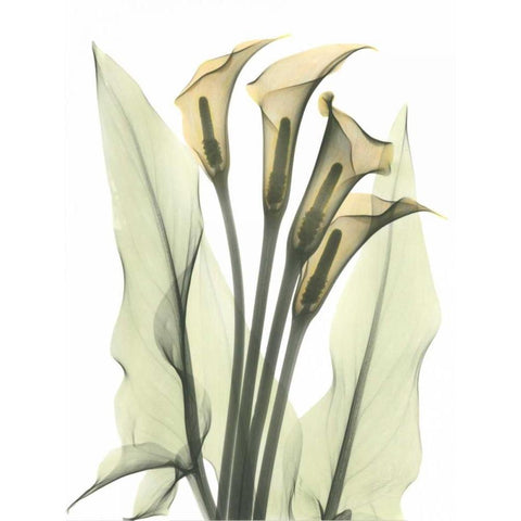 Calla Lily Bunch in Color White Modern Wood Framed Art Print by Koetsier, Albert