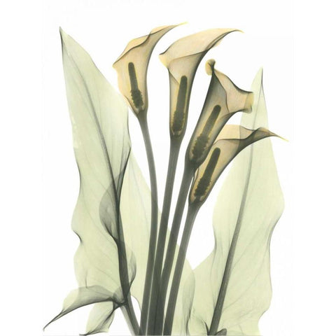 Calla Lily Bunch in Color Gold Ornate Wood Framed Art Print with Double Matting by Koetsier, Albert