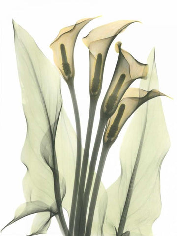 Calla Lily Bunch in Color Black Ornate Wood Framed Art Print with Double Matting by Koetsier, Albert