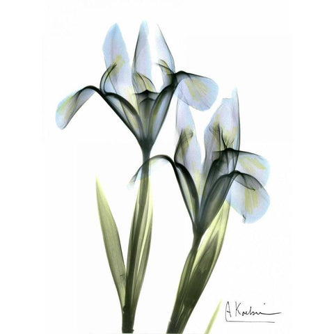 Blue Iris Pair White Modern Wood Framed Art Print by Koetsier, Albert