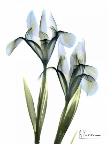 Blue Iris Pair White Modern Wood Framed Art Print with Double Matting by Koetsier, Albert