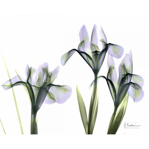 Blue Iris Triple White Modern Wood Framed Art Print by Koetsier, Albert