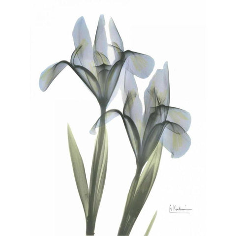 Japanese Iris White Modern Wood Framed Art Print by Koetsier, Albert